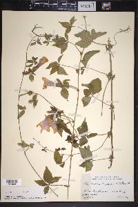 Ipomoea cairica image