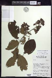 Tetrapterys stipulacea image