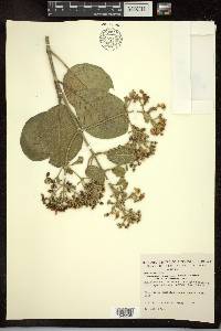 Tetrapterys phlomoides image