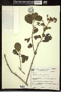 Tetrapterys phlomoides image