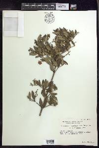 Tetrapterys microphylla image