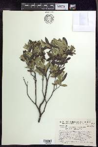 Tetrapterys microphylla image