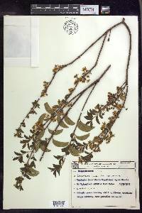 Glicophyllum hasslerianum image