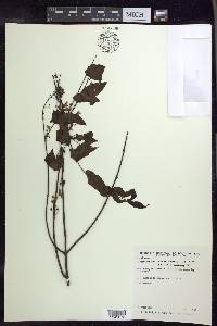 Glicophyllum maranhamense image