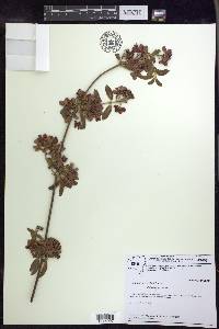 Glicophyllum ramiflorum image