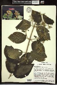 Tetrapterys phlomoides image