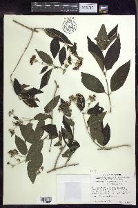 Tetrapterys xylosteifolia image