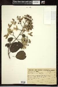 Tetrapterys phlomoides image