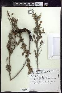 Tetrapterys microphylla image