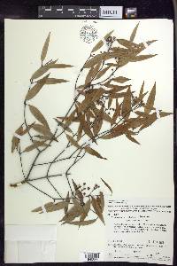 Tetrapterys gracilis image