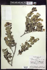 Tetrapterys microphylla image