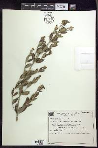 Tetrapterys microphylla image
