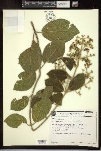 Tetrapterys phlomoides image