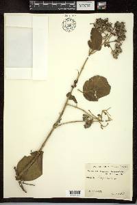 Tetrapterys phlomoides image