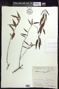 Tetrapterys gracilis image