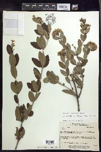 Tetrapterys microphylla image