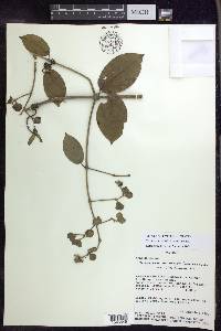 Tetrapterys tinifolia image