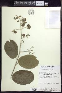 Tetrapterys goudotiana image