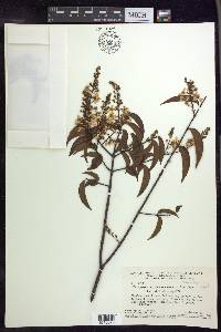 Glicophyllum maranhamense image