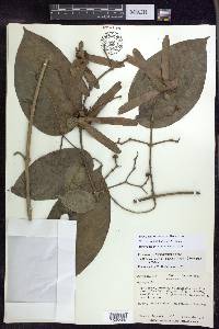 Tetrapterys tinifolia image
