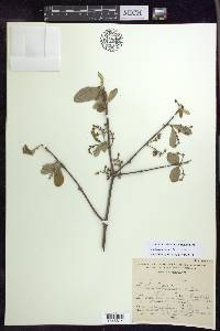 Bunchosia cruciana image
