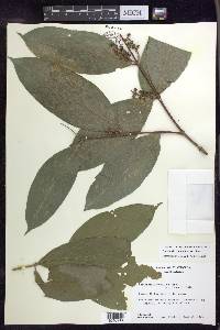 Bunchosia lindeniana image