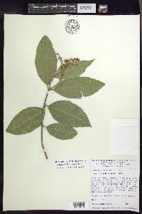 Bunchosia lindeniana image