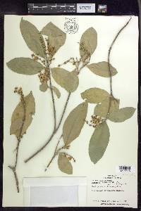 Bunchosia lindeniana image