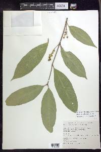 Bunchosia lindeniana image