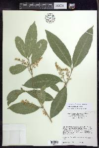 Bunchosia lindeniana image