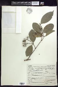 Bunchosia lindeniana image