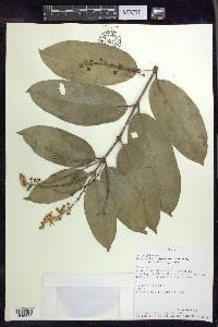 Bunchosia lindeniana image