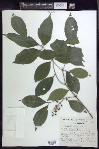 Bunchosia lindeniana image