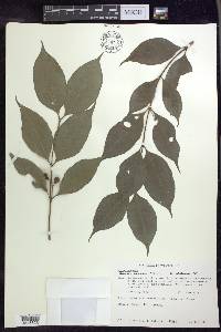 Bunchosia lindeniana image