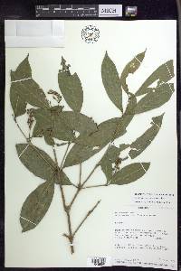 Bunchosia lindeniana image