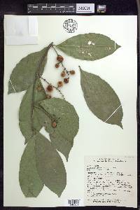 Bunchosia lindeniana image