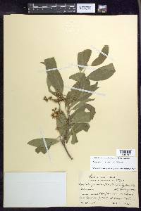 Bunchosia glandulosa image
