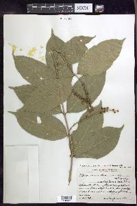 Bunchosia lindeniana image