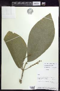 Bunchosia macrophylla image