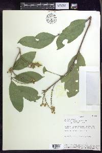 Bunchosia lindeniana image