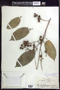 Bunchosia lindeniana image