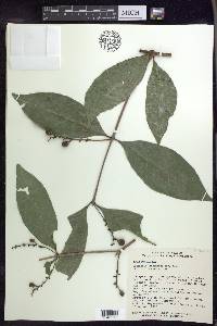 Bunchosia lindeniana image