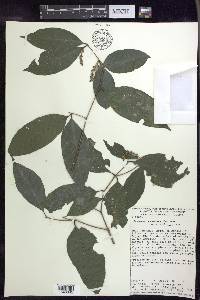 Bunchosia lindeniana image