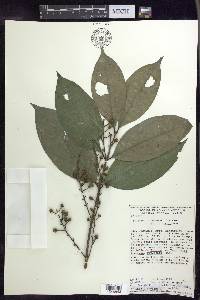 Bunchosia lindeniana image