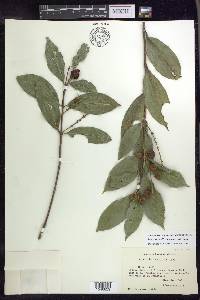 Bunchosia lindeniana image