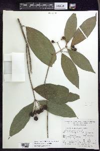 Bunchosia lindeniana image