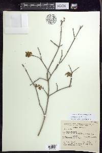 Bunchosia cruciana image