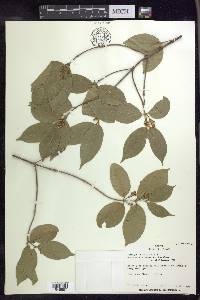 Bunchosia lindeniana image