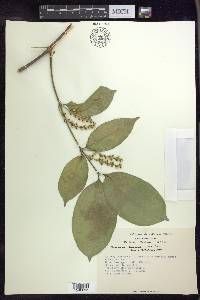 Bunchosia lindeniana image