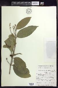 Bunchosia lindeniana image